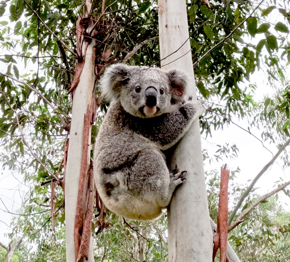 Koala Kangaroo and other Marsupials-old tree serves as a resting place for  a cute koala