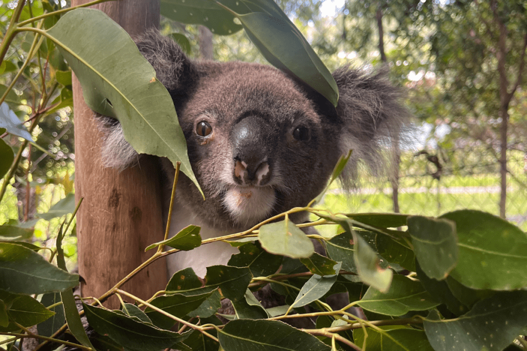 Whisper is doing ok on his antibiotic treatment in our Koala Care Centre