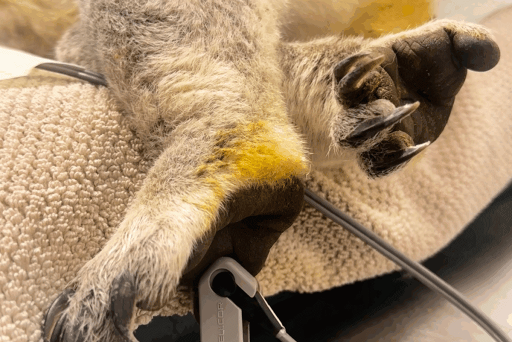 10 impactful ways to help protect koalas and their habitat