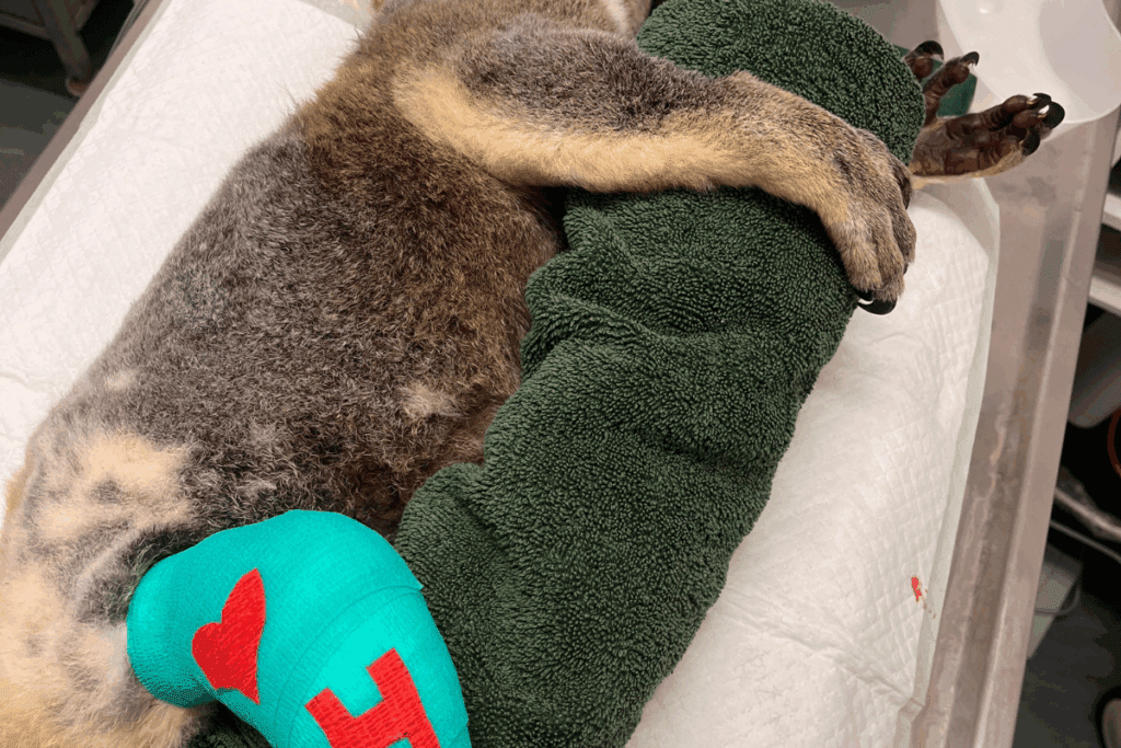 This World Conservation Day - there are many ways to get involved in koala conservation