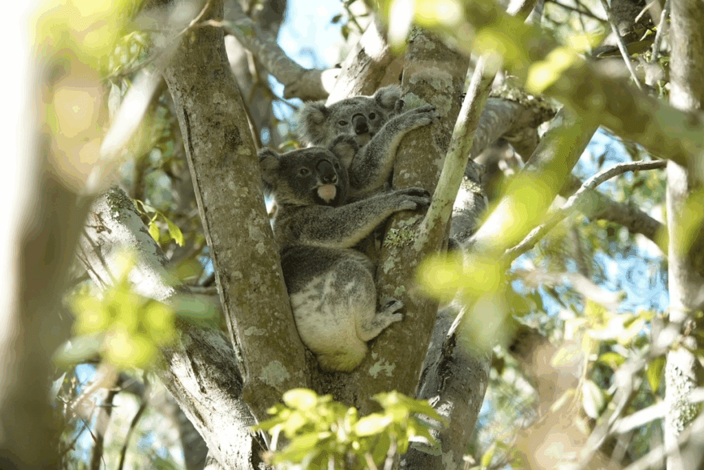 Find out how you can help us to protect koalas
