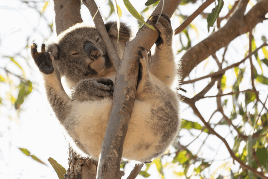 Sustainable actions for wildlife