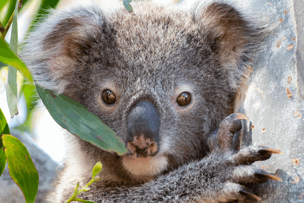 Why Conservation Matters(4)