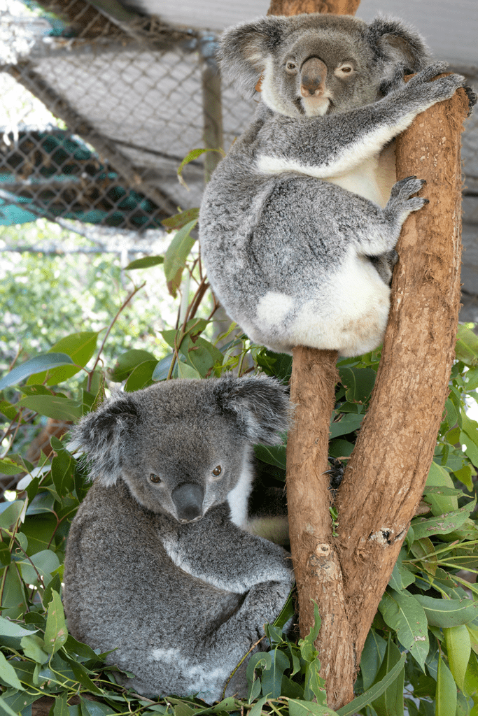 Interesting Facts About Koalas Friends of the Koala