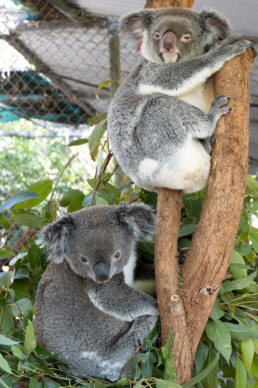 Koala-ty facts about koalas, Cleveland Zoological Society