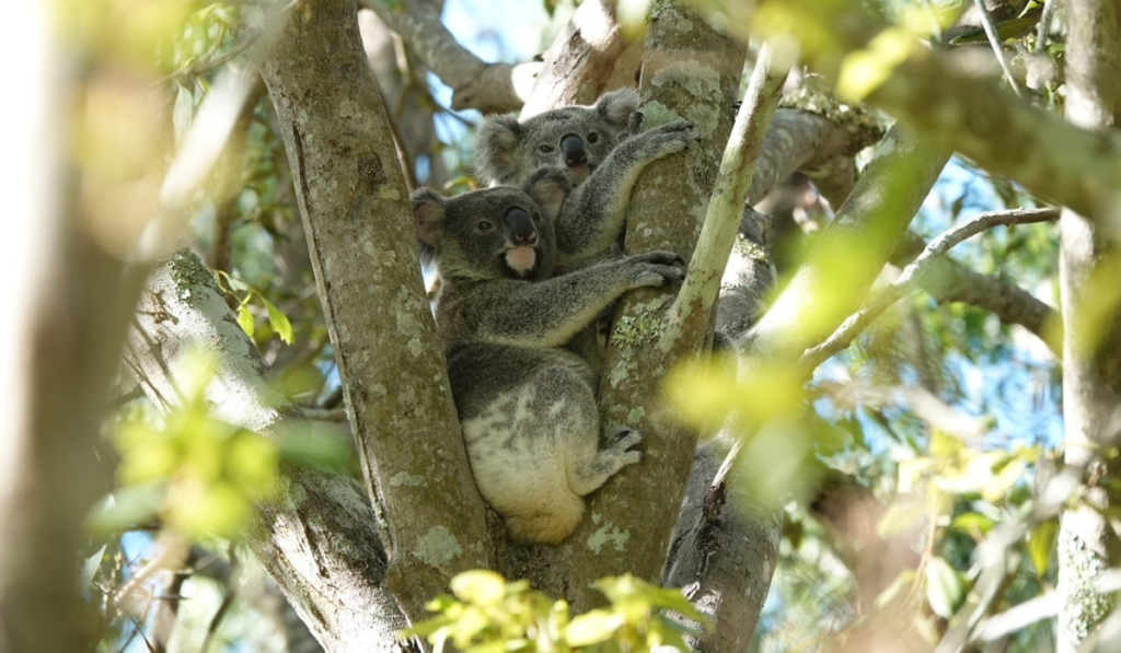 There is nothing better than the sight of wild koalas