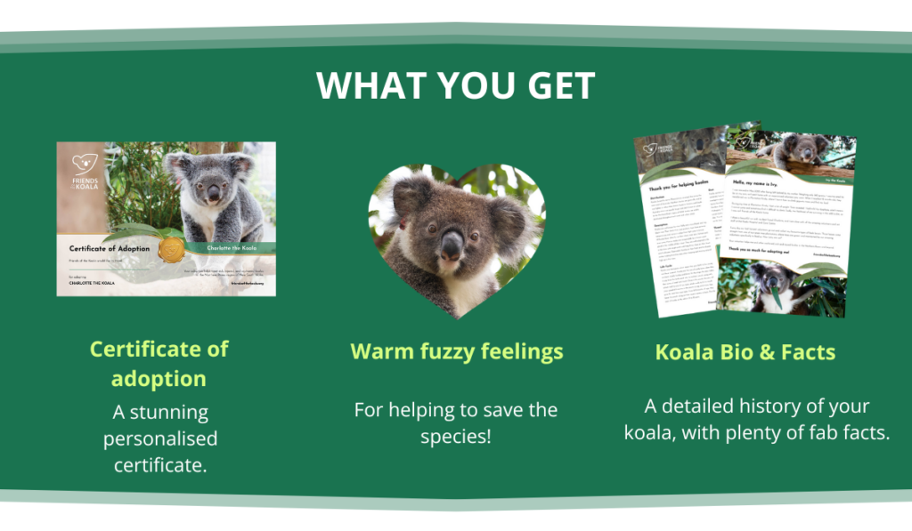 What you get in a koala adoption pack
