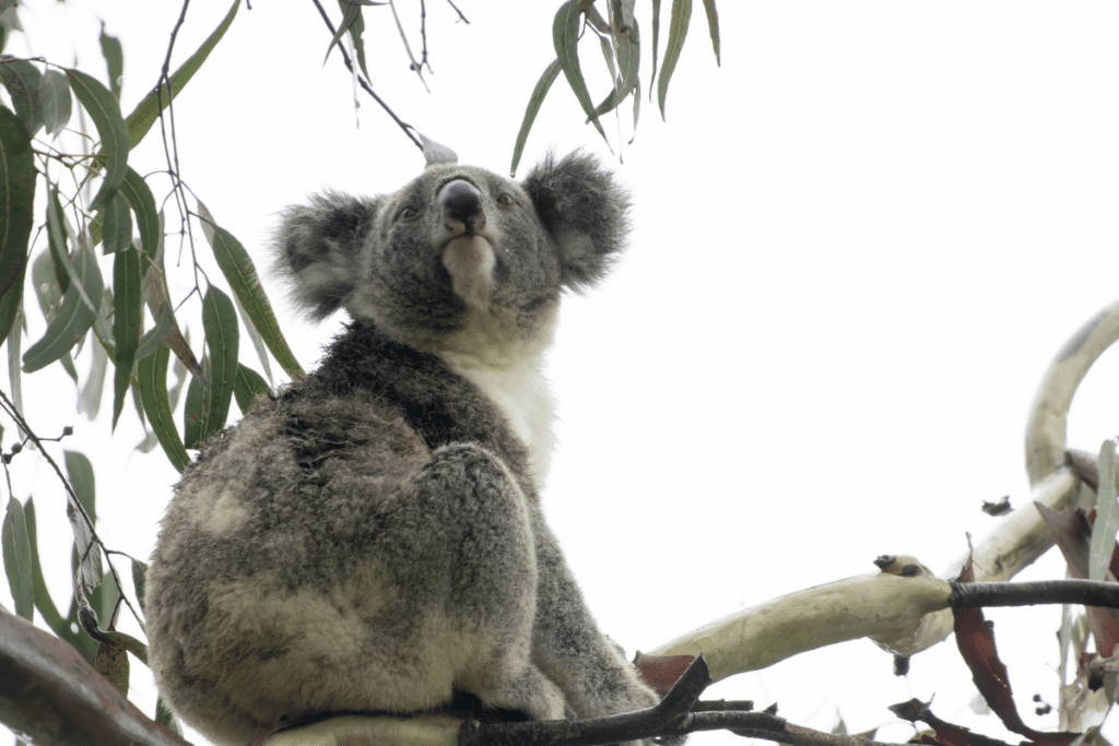 Can you tell the difference between a health and sick or injured koala?