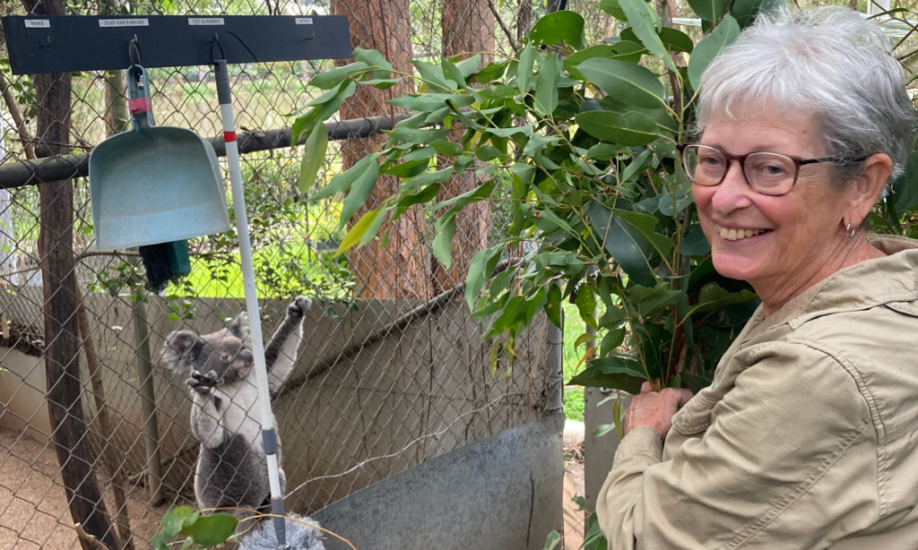 Petria feeding one of the koalas in our koala care centre. Happy National Volunteer Week 2026!