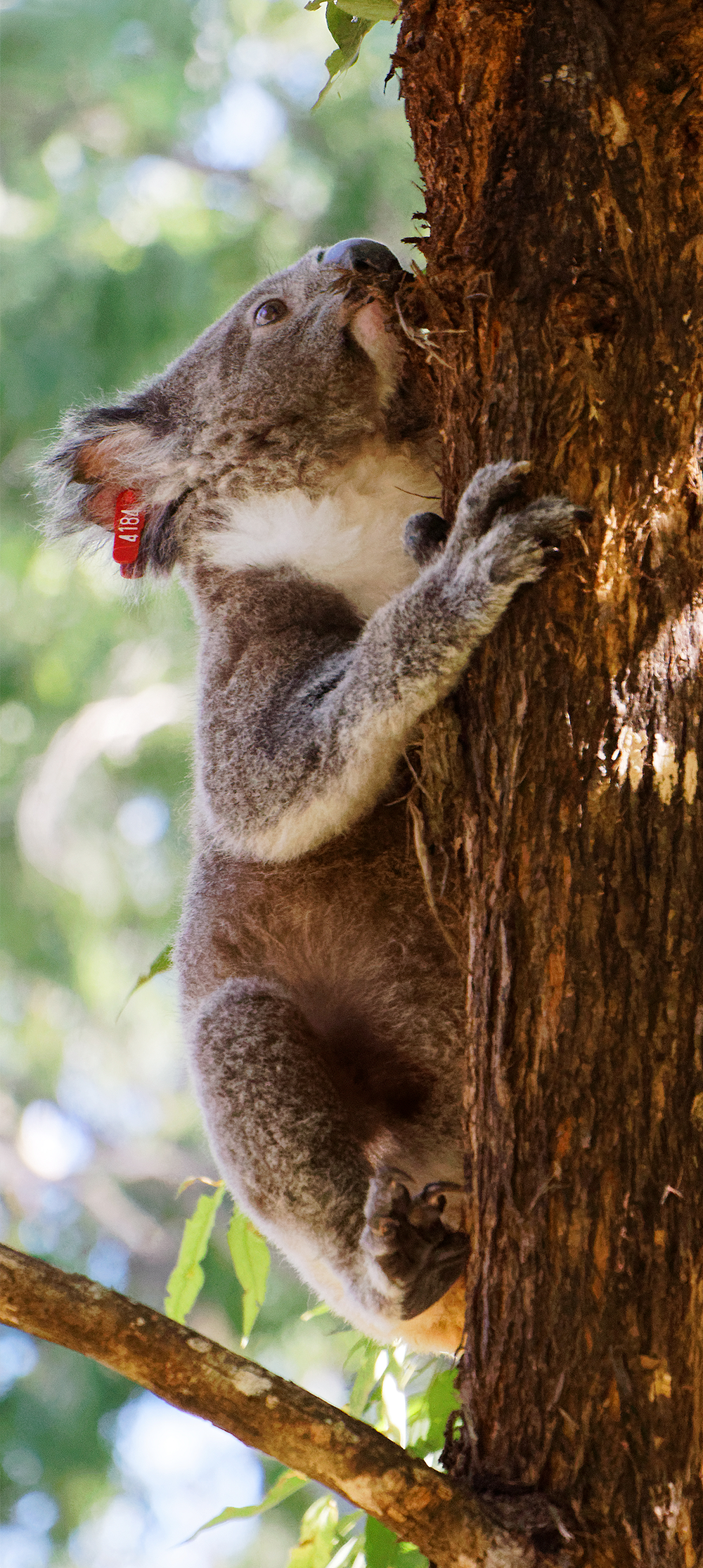 Is that KOALA a GIRL? 🐨💚❣️✓ Learn how to tell koala girls and