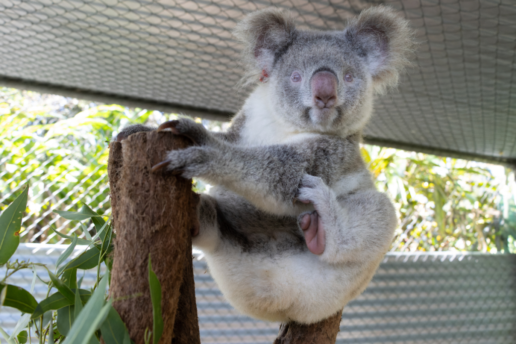 Help us to take action to protect our beloved endangered koalas.