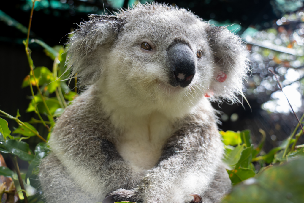 Endangered Species Day is a reminder that some of our favorite animals including the koala are at risk of extinction.