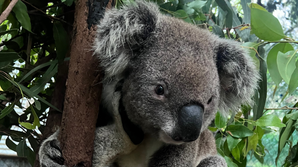 40 years of Friends of the Koala