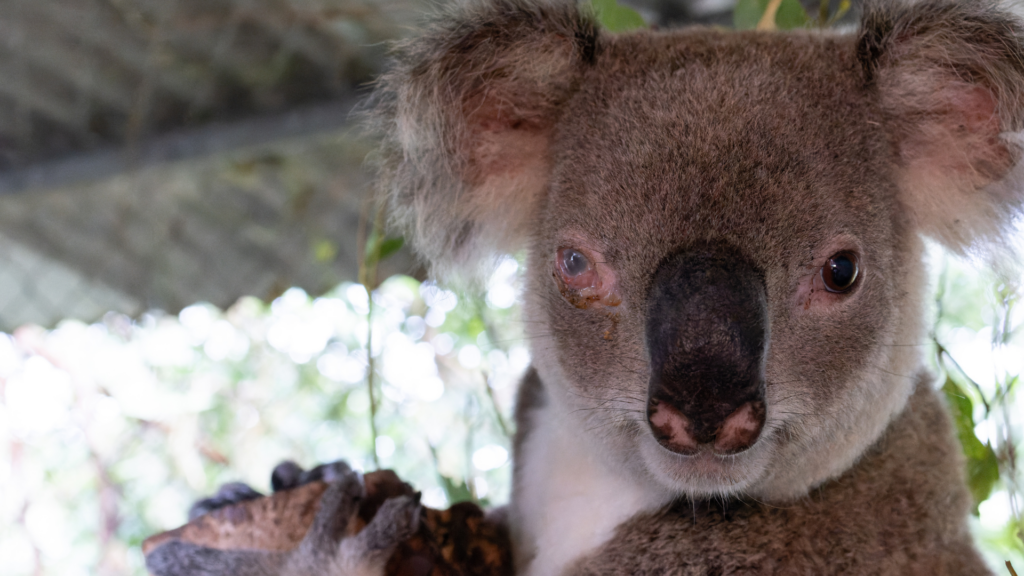40 years of Friends of the Koala