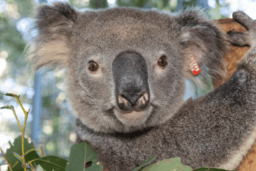 Sometimes koala rehabilitation can take much longer due to infection.