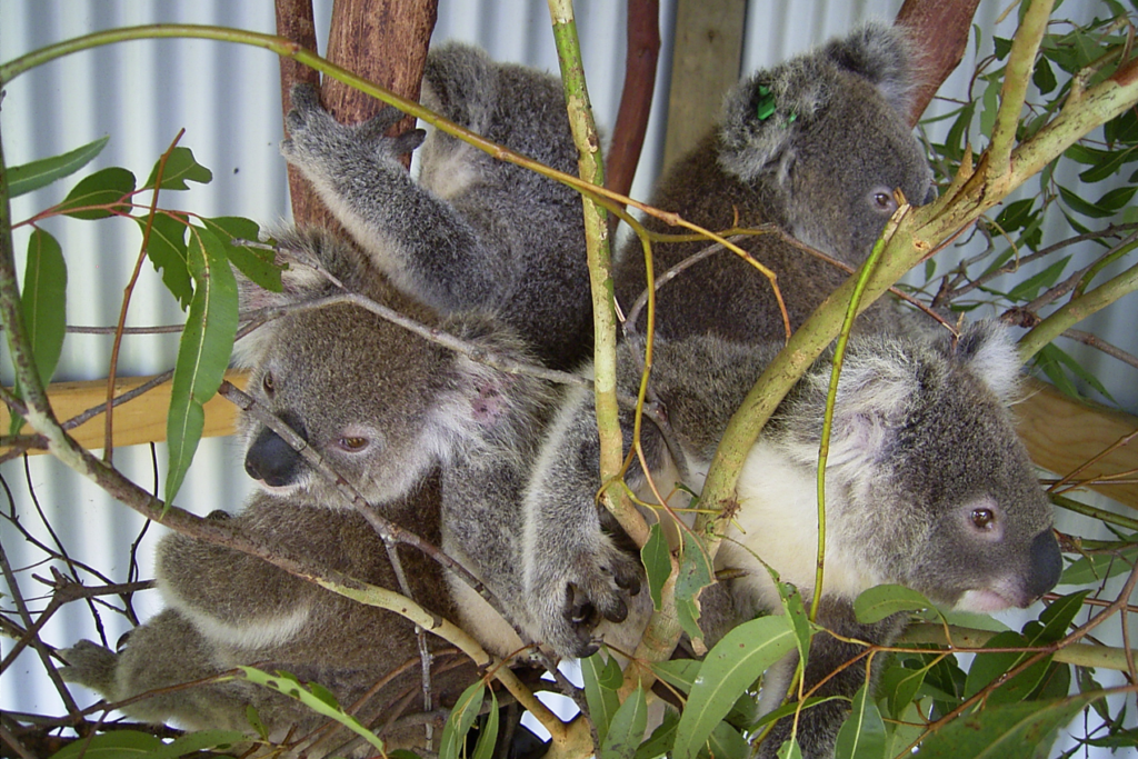 Rescuing and rehabilitating an orphan koala is time and cost intensive but SO worth it.
