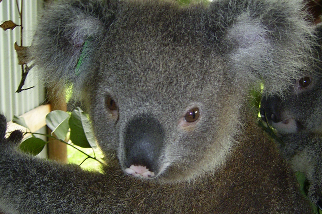 The average life expectancy of koalas that come into care is seven to eight years for males even less for females and so twenty years is well beyond the norm. 