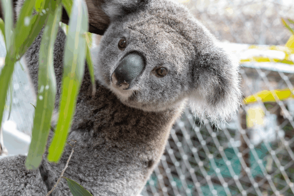 Four year old Zelly is already on her second release from Friends of the Koala!
