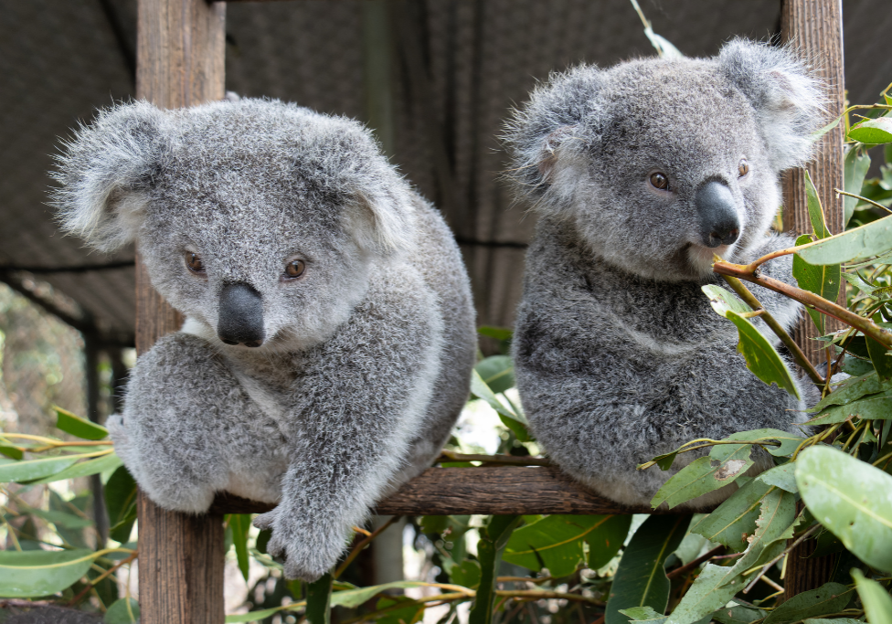 Friends of the Koala hospital Lismore