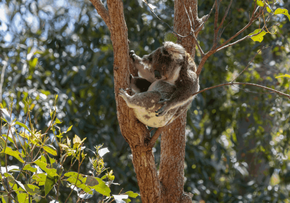 A Historic Milestone for Wildlife Conservation in NSW