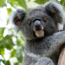 koala adoption