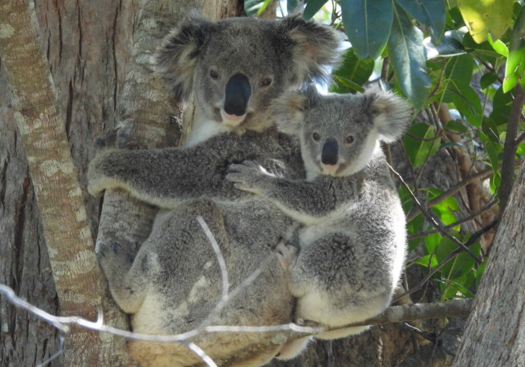 Aminya-Joey-in-the-wild-4-Oct21-MC.Photo-C-Friends-of-the-Koala
