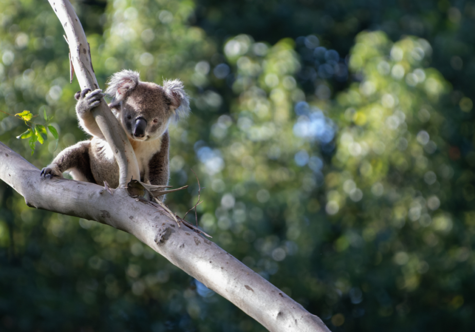 Are koalas dumb?