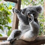 Are-koalas-endangered-min