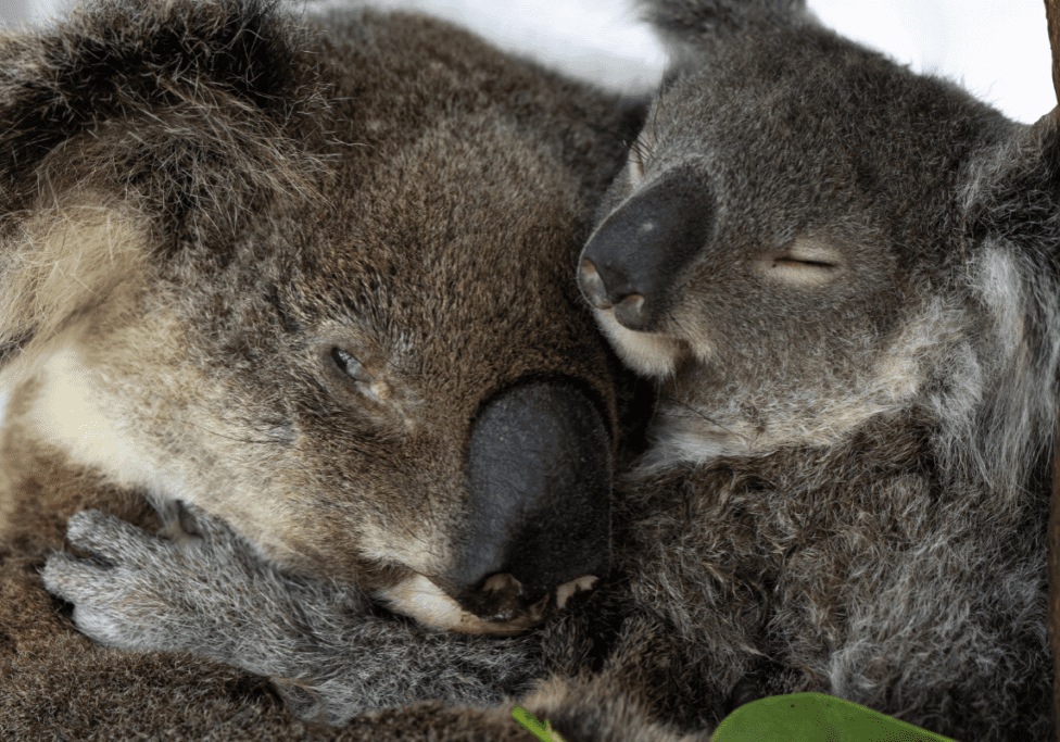 Are koalas good mothers