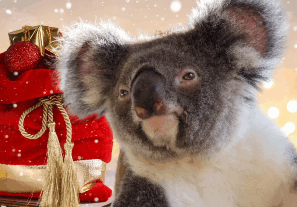 Become a Friend of the Northern Rivers Koala Hospital(3)