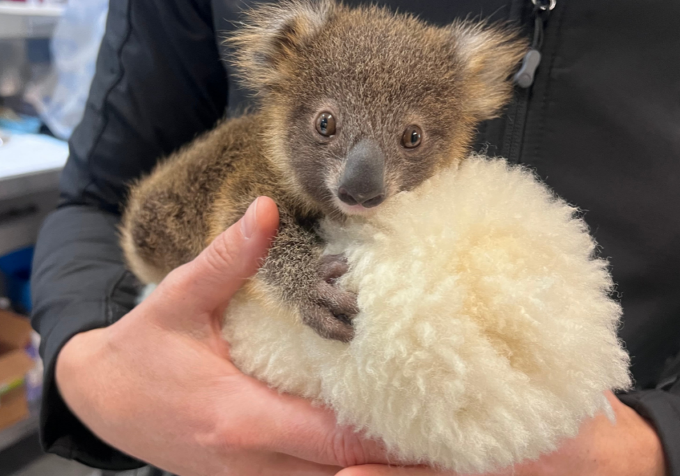 Brightheart's Story Thank You for Supporting Our Koala Hospital(3)