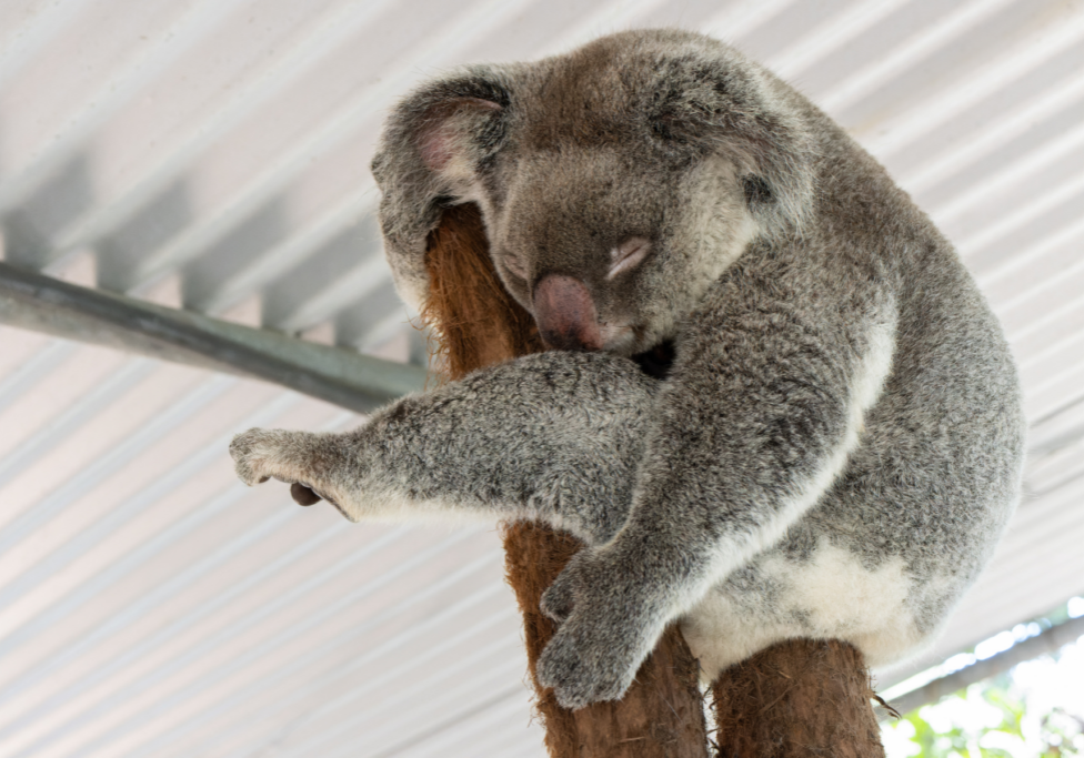 Friends of the Koala resident koala - Charlotte