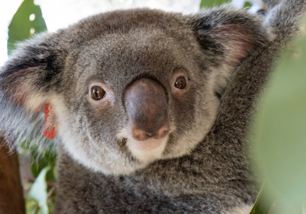 Become a member and save koalas
