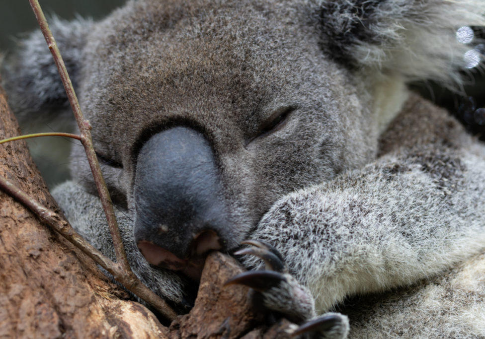 Chlamydia can cause serious illness and even death in koalas(2)