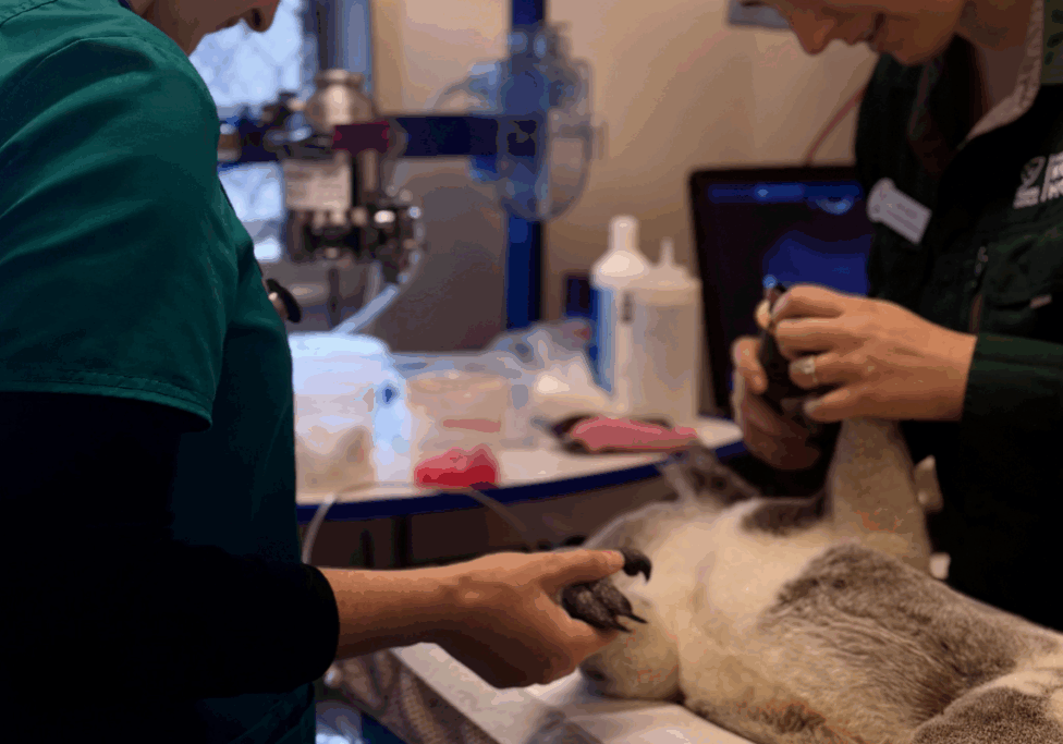 Christmas Gift That Saves Lives Help Finish the Koala Hospital Expansion