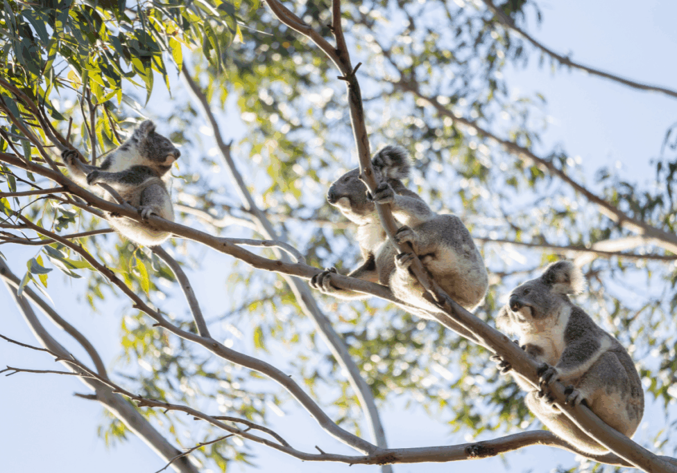 Koala Chlamydia Vaccine Update – 100 Doses of KlaVax Delivered
