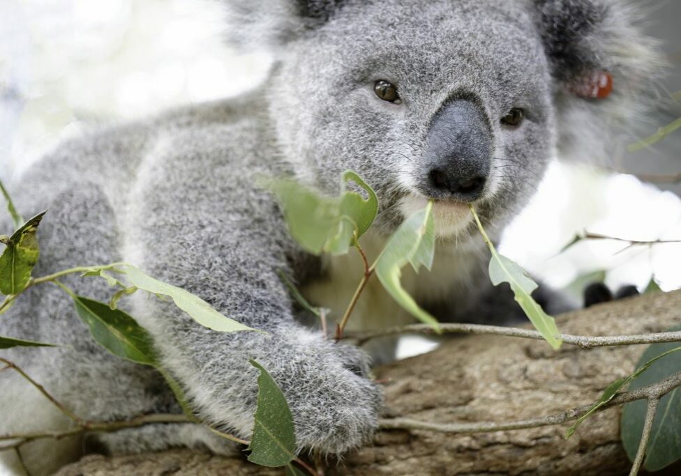 Koala Adoption Program