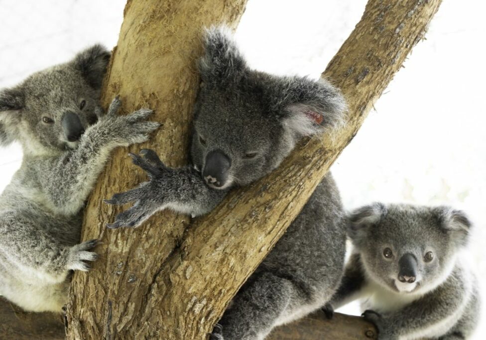 Friends of the Koala, Northern Rivers NSW koala hospital