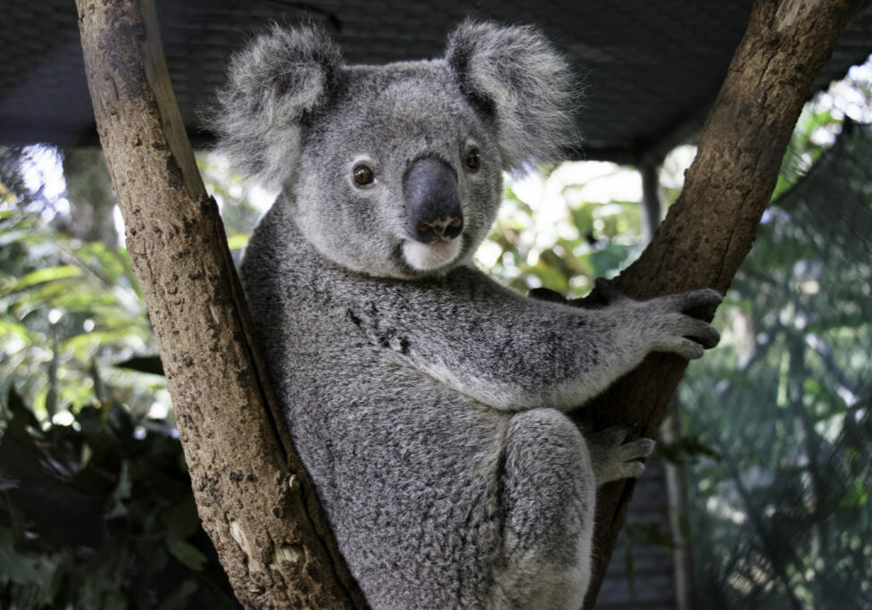 Friends Of The Koala