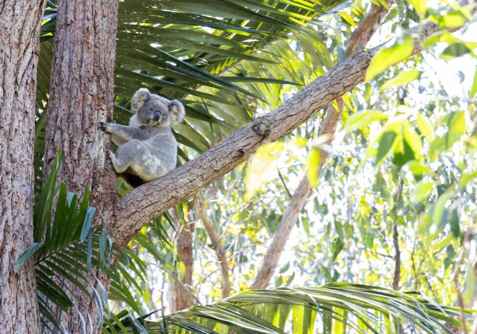 It has been a heartbreaking week in the Northern Rivers, with five koalas hit on the Bruxner Highway in just seven days.
