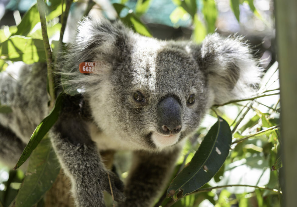 Koala fatalities