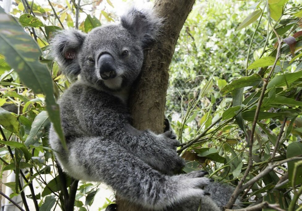 koala kindy