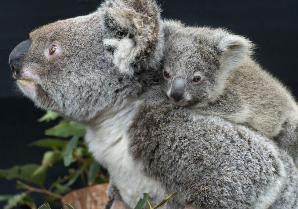 Gidja and Boori - koala mum and joey
