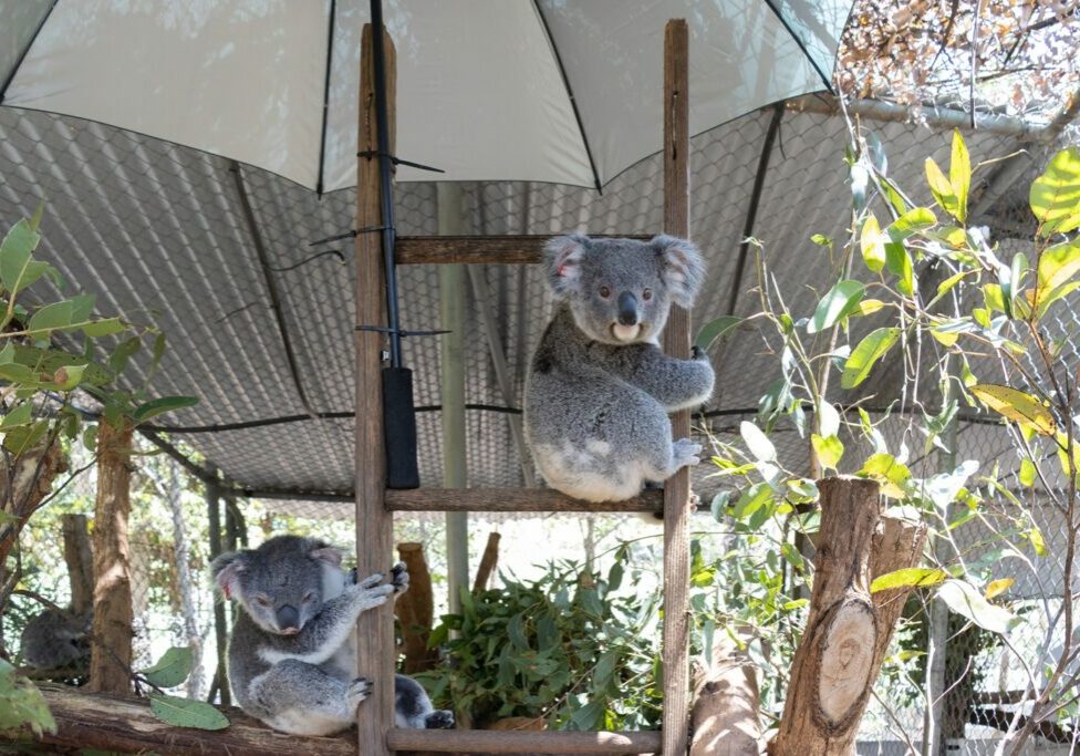 Pikachu and Frankie are joeys in our Koala Kindy and care centre