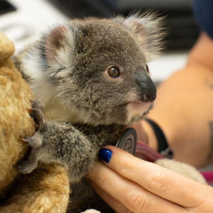 Do you know what to do if you find a koala?