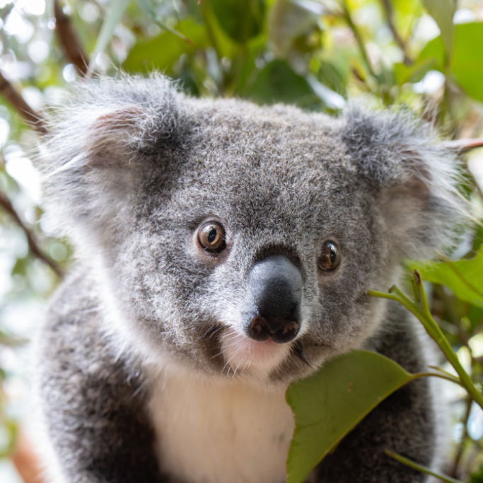 Our koala kindy in Lismore is packed!