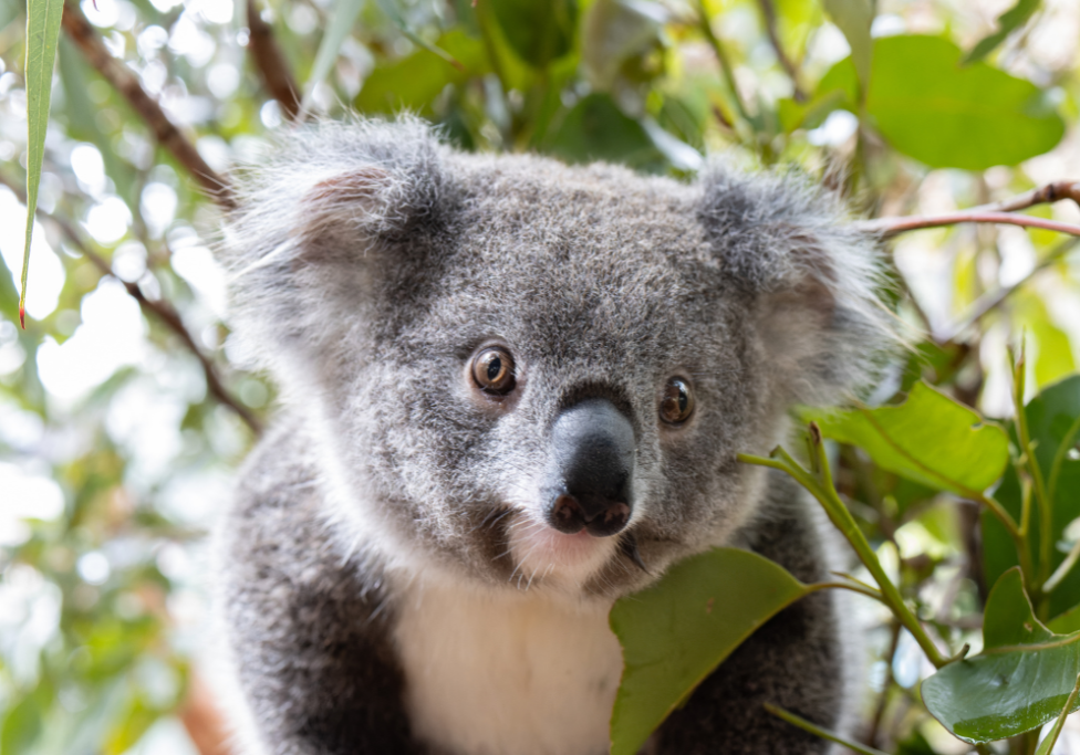 Our koala kindy in Lismore is packed!