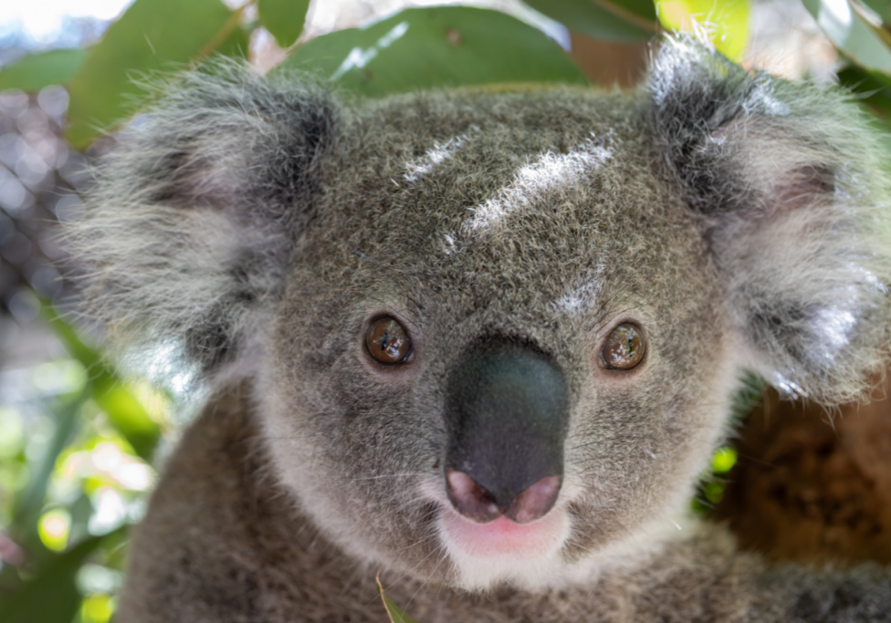 See what our joeys are up to in Koala Kindy to start off 2024!