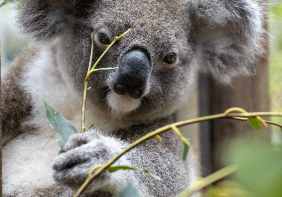 Friends of the Koala Milestones 2024