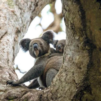 Friends of the Koala - chlamydia vaccination